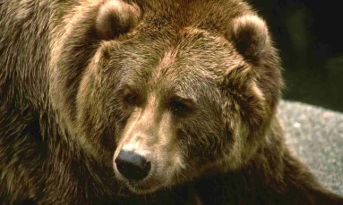 на севере приамурья медведь больше недели держал в страхе отдыхающих на турбазе