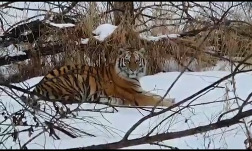 амурчане рассылают видео с тигром, которого якобы видели возле белогорска