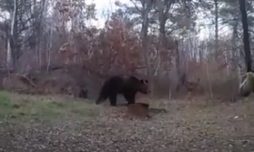 нападавшего на собак в окрестностях свободного медведя застрелили охотники
