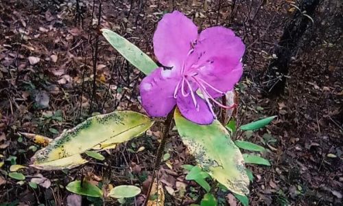 все цветет: читатели асн24 поделились новыми фото распустившихся в октябре растений