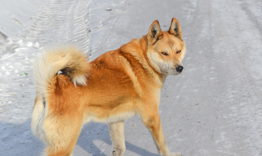 двоих амурчан, чьи собаки покусали прохожих, оштрафовали на 10 тысяч рублей