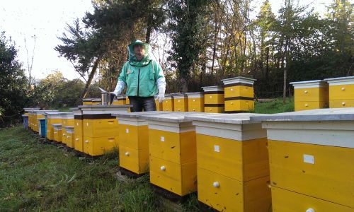 в приамурье примут новый закон о пчеловодстве
