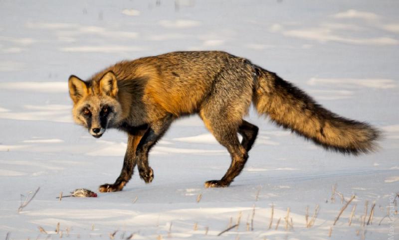 Плод нестандартной «любви»: в Приамурье заметили лисицу редкого окраса
