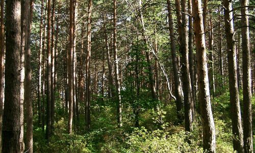 на сохранение амурских лесов в рамках нацпроекта выделено 244 миллиона рублей
