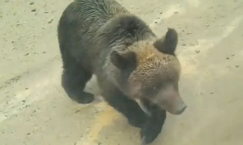медведи гуляют у дорог возле тындинских поселков
