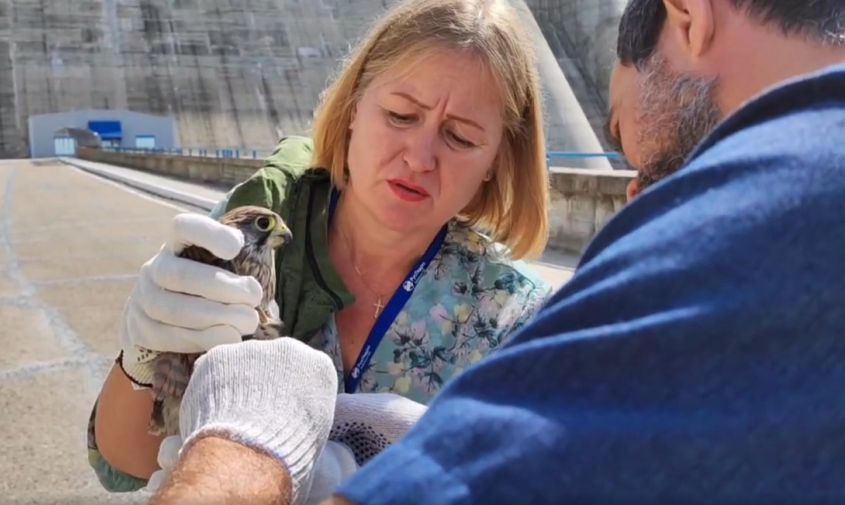 сотрудники бурейской гэс спасли птенца хищной птицы
