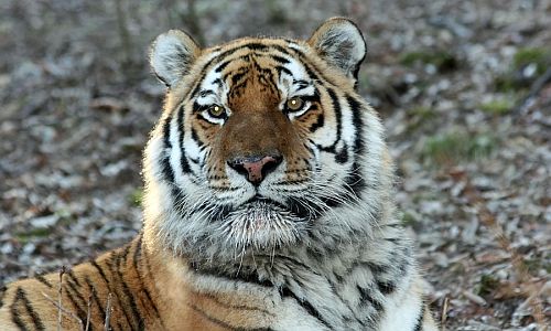в свободном направлено в суд дело об убийстве амурского тигра павлика