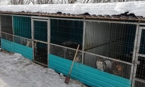 в приамурье на создание нужного количества приютов для безнадзорных животных нужно 67 миллионов рублей
