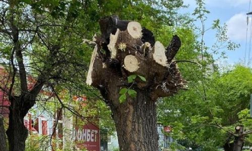 администрация благовещенска ищет вандалов, обезобразивших дерево 