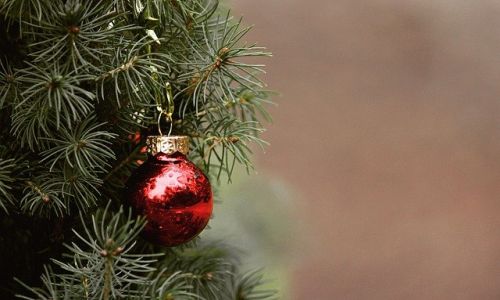 «гринпис» рассказал, как не погубить природу выбором новогодней елки
