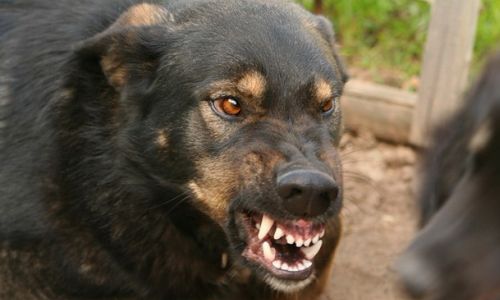 больше 200 амурских собачников оштрафовали за отказ от вакцинации питомца против бешенства
