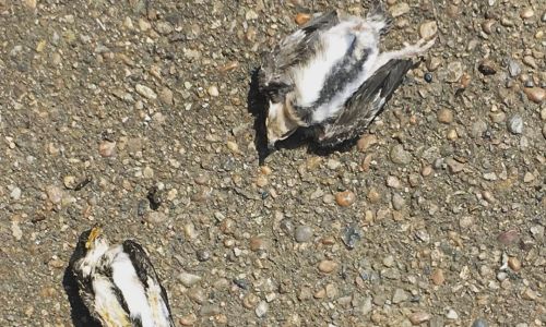 благовещенская зоозащитница не успела спасти заживо «сожженных» солнцем птенцов ласточки: в живых остались только трое
