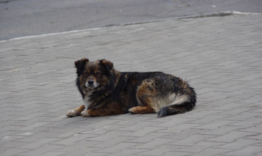 белогорцы могут заработать на отлове бездомных псов
