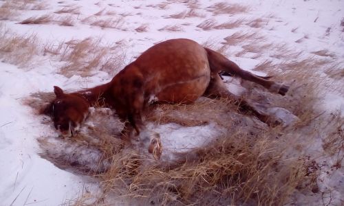 неизвестные убили жеребую кобылу из конного клуба в селе черемхово