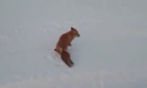 в якутии двое местных жителей жестоко убили лису