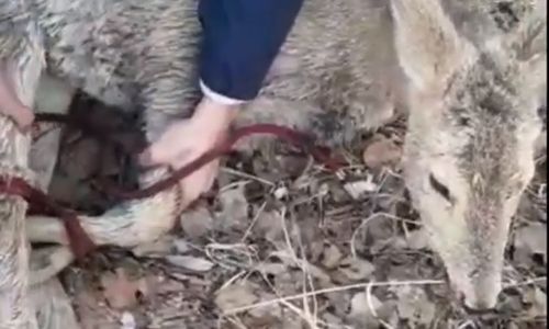 жители поселка ерофей павлович спасли косулю от местных собак
