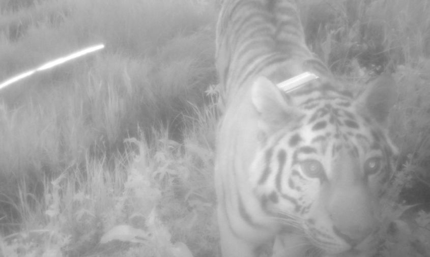 «мы оптимисты»: специалисты надеются, что обитающая в приамурье тигрица елена наконец-то станет мамой 
