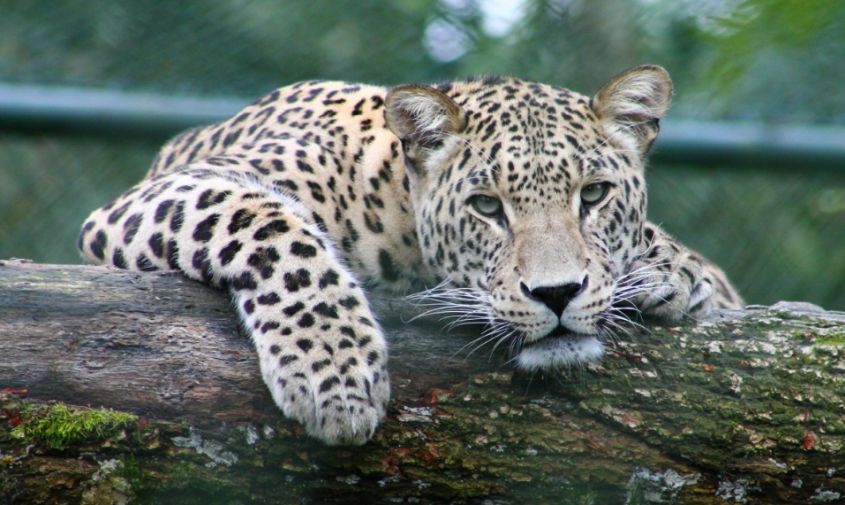 дальневосточные леопарды могут исчезнуть к 2050 году
