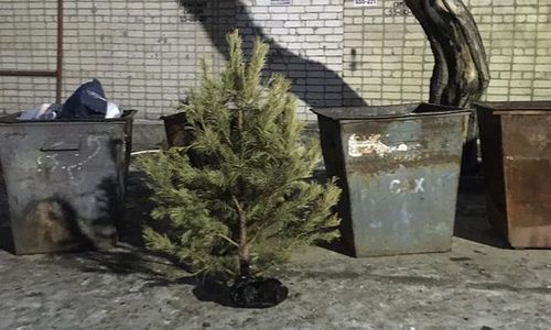 сезон «слабаков» открыт: в благовещенске выбросили елку накануне 8 марта