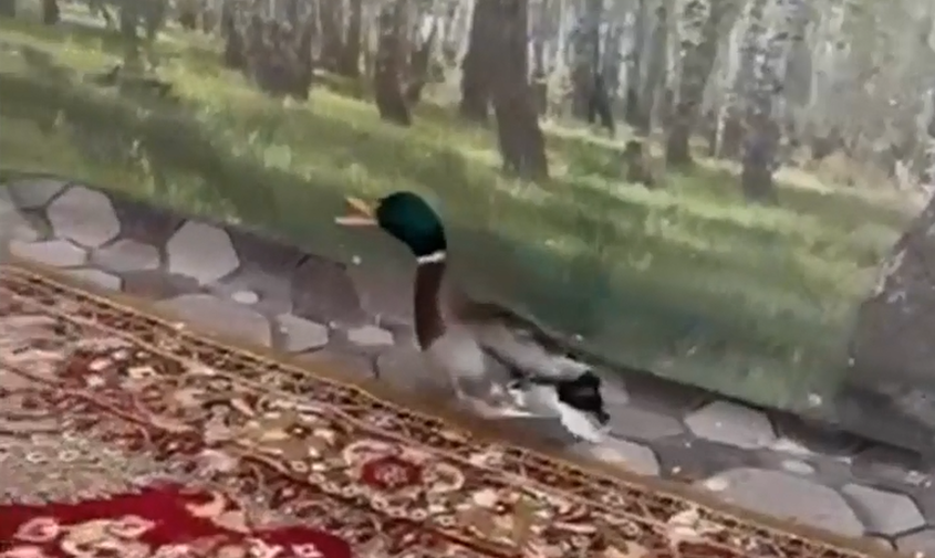 Селезень из пары уток, поселившихся на Бурхановке в Благовещенске, не смог улететь на юг из-за травмы