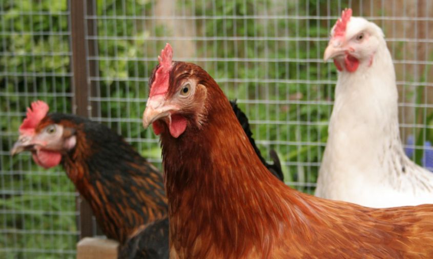 обнаружен птичий грипп: владельцев птиц предупредили об опасности

