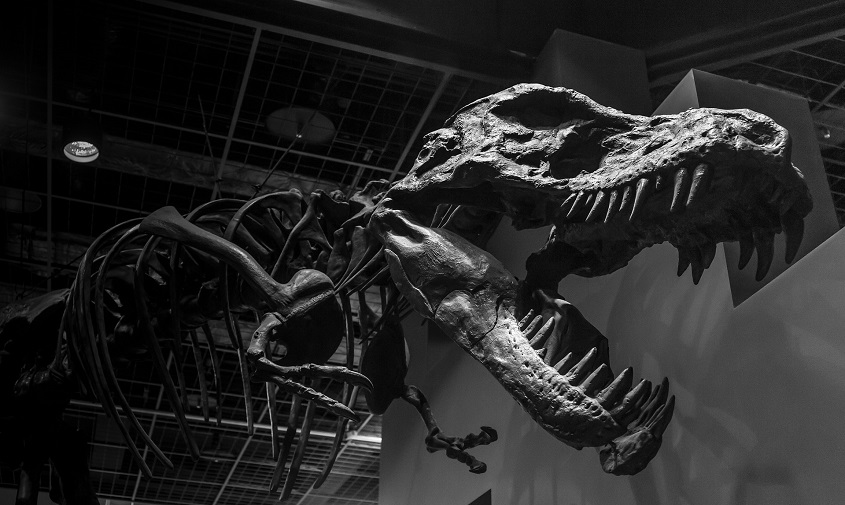 скелет тираннозавра «троица» продадут с аукциона за 8 миллионов евро