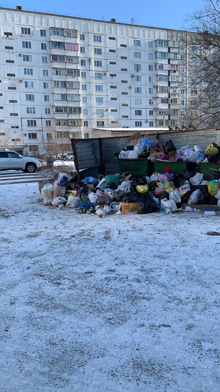 В микрорайоне Благовещенска собаки растаскивают мусор из переполненных  контейнеров по округе