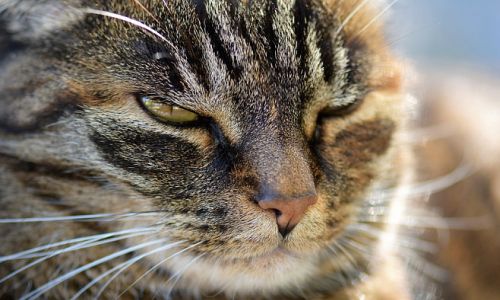 ученые нашли способ позитивного общения с кошками
