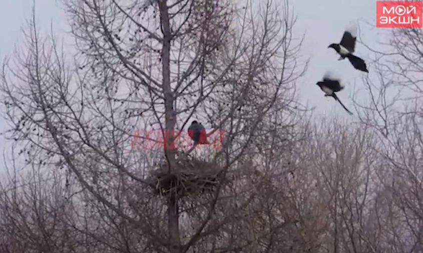 ролик о шимановских сороках, защитивших гнездо от наглой вороны, покорил соцсети
