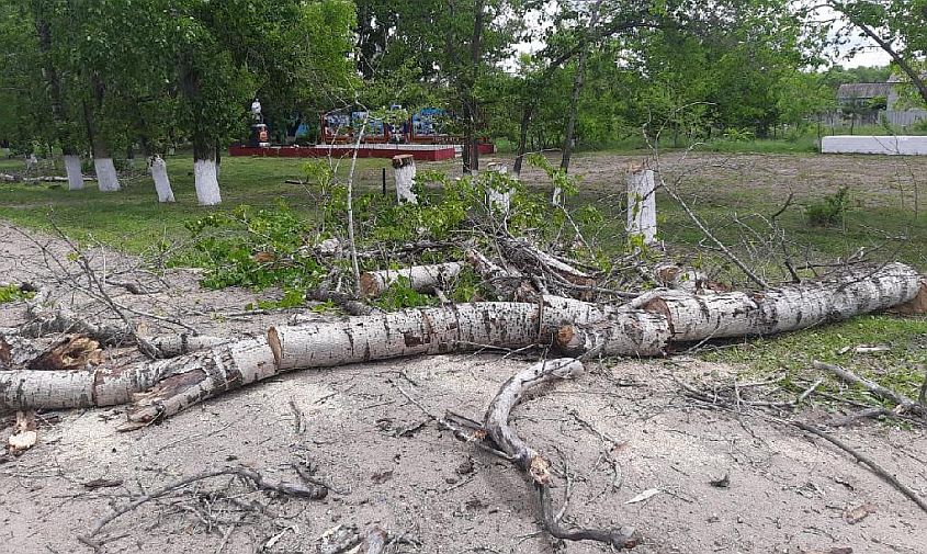 30 сухих тополей спилили в амурском селе после реакции прокуратуры 
