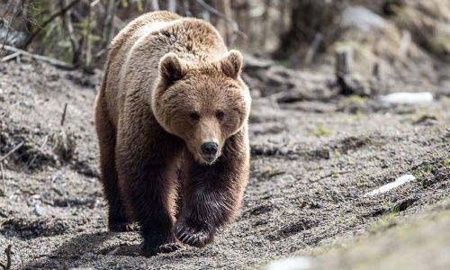 медведицу с медвежатами сбил железнодорожный состав под хабаровском
