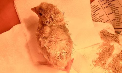 «спасенный из ада»: из 12 подобранных благовещенкой цыплят выжил только один