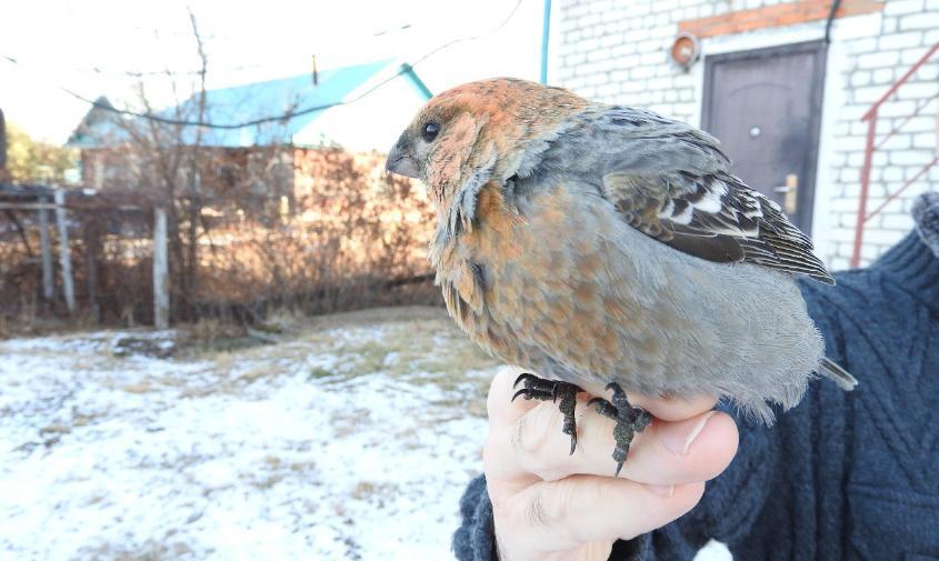 Жительница Архары спасла погибающую на улице птицу