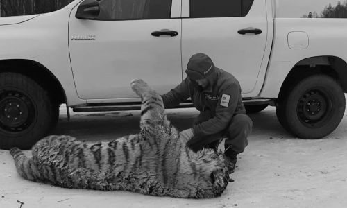 в хабаровском крае водитель насмерть сбил тигрицу