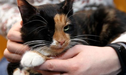 депутаты петербурга предложили ограничить число собак и кошек в квартирах
