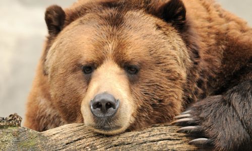 в амурской области количество медведей за последние годы увеличилось вдвое

