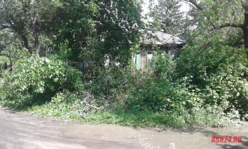 неизвестные спилили деревья в районе бойни в благовещенске 
