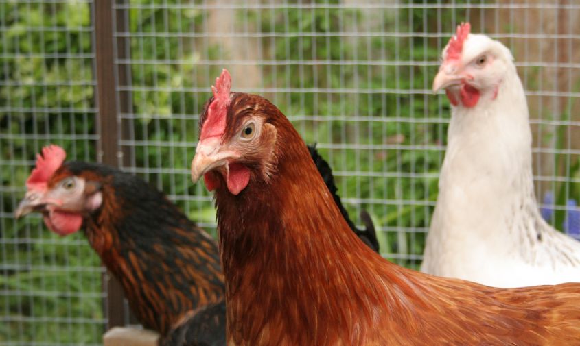 на осмотр становись: в приамурье проводят «диспансеризацию» домашних кур и уток из-за недавнего случая птичьего гриппа
