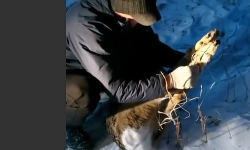 косуля, которую обнаружили в первомайском парке, могла приплыть в благовещенск из китая