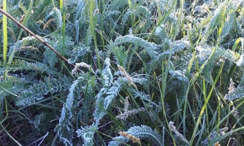 зима близко: синоптики предупредили о заморозках в центральных и южных районах приамурья