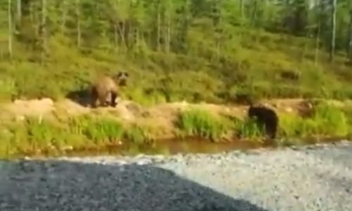жители тындинского района на трассе встретили медвежат
