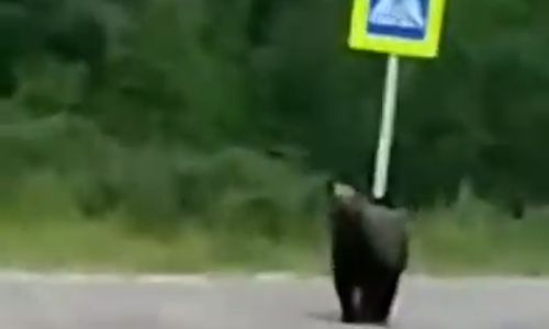 медвежонок забрел в один из поселков тындинского района
