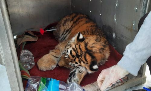 в приморье спасли жизнь раненому тигренку

