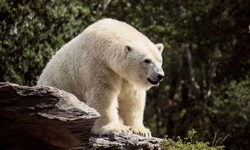 неизвестные застрелили белого медведя в якутии
