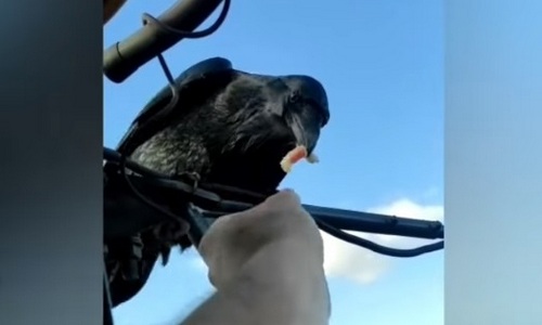 вахтовик из зейского района приручил дикого ворона и назвал его попугаем