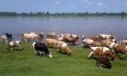 косить сено и пасти скот на муниципальных землях амурчане смогут бесплатно
