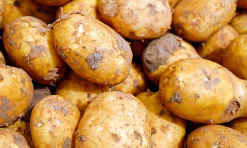 амурская картошка, свекла и капуста появятся на столах у приморцев
