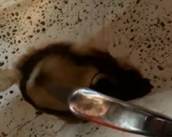 Антивода: жительница Райчихинска пожаловалась на черную и рыжую воду из-под крана