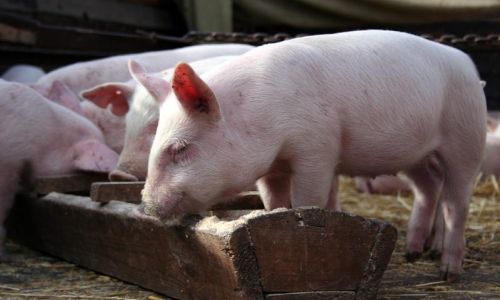 губернатор амурской области запретил кормить свиней отходами из школьных столовых и детсадов
