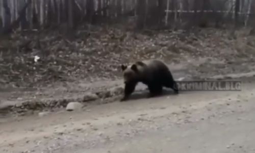 «смотри, маленький какой!»: в тындинском районе медведь вышел к дороге
